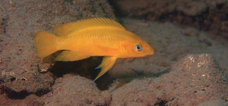 Neolamprologus leleupi 'Luhanga'